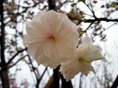 -天适樱花悠乐园