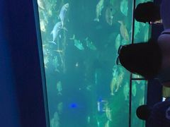 -富国岛珍珠游乐园