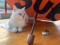 -喵屿·大理花园猫咖