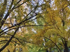 -四川大学(华西校区)