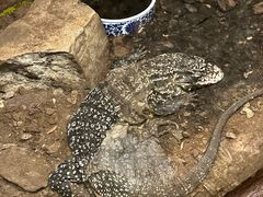 -上海大自然野生昆虫馆(东方明珠·爬宠昆虫探索中心)