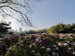 -洛阳市隋唐城遗址植物园