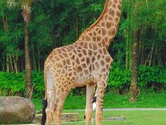 -广州长隆野生动物世界