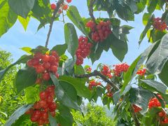 -樱桃山旅游景区