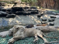 -北京野生动物园