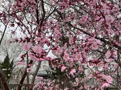 -桃花堤公园