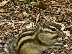 -五营红松林海景区