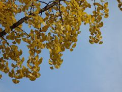 -四川大学(望江校区)