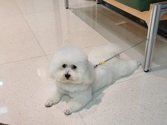 -帕帕拉兹宠物(亚洲旗舰店)