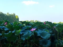 -东湖听涛景区