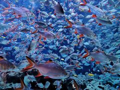 -成都浩海立方海洋公园