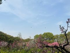 -南汇桃花村