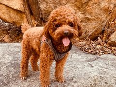 -碓臼峪自然风景区