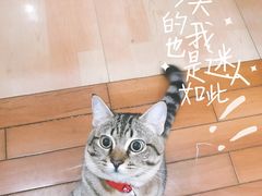-山杏yama-katsu·吉列炸物