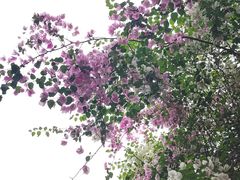 -深圳国际园林花卉博览园