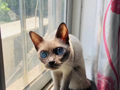 -瑞鹏宠物医院·骨科·猫科·内科(第一中心)