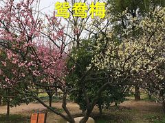-香雪海