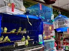 -溪岸路花鸟市场