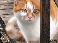 -喵屿·大理花园猫咖