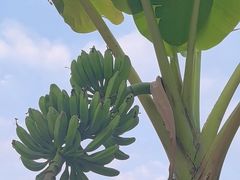 -云溪植物园