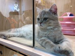 -屋虎猫馆(宝安大仟里店)