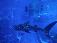 -成都浩海立方海洋公园