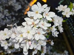 -西北湖绿化广场