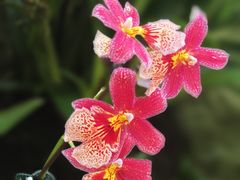 -新加坡植物园