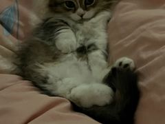 -宠物星动物医院·眼科·异宠·猫科(江南大道总院)