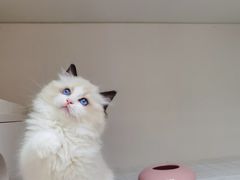 -lincat·猫舍(广州店)