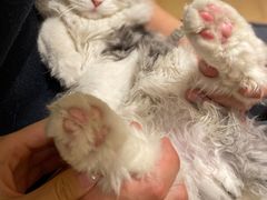 -猫腻·猫咖·撸猫馆(星光大道店)