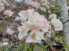 -曼听御花园