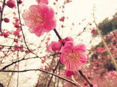 -杭州植物园