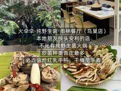 -西双版纳原始森林公园