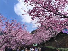-灵光寺