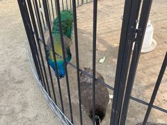 -前小桔亲子创意农场·草莓采摘·露营烧烤