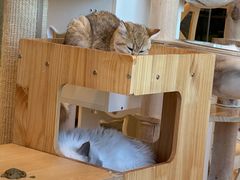 -有喵·猫咖·狗咖·30几只猫10只小狗(岗厦店)