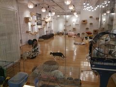 -momokira米努特·德文卷毛猫·棉花面纱犬