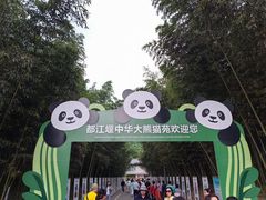 -都江堰中华大熊猫苑