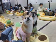 -逗柴咖啡屋·狗咖猫咖宠物桌游