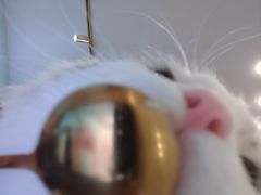 -MOYOYO猫咪咖啡店