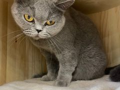 -安格丽娜·狗咖·猫咖羊驼咖(春熙路百盛商场店)