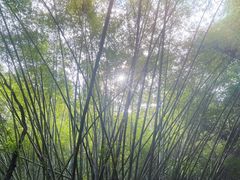 -滴水岩森林公园