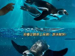 -正佳极地海洋世界