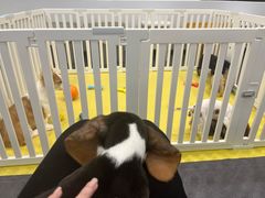 -有喵·猫咖·狗咖·30几只猫10只小狗(岗厦店)