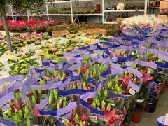 -龙大花卉苗木市场