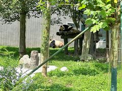 -卧龙中华大熊猫苑神树坪基地