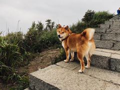 -梅沙尖