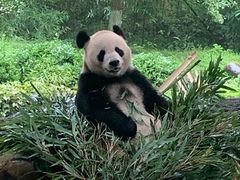 -都江堰中华大熊猫苑
