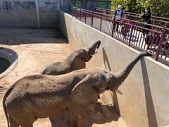 -西霞口神雕山野生动物世界